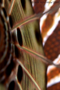 LionArt - Extreme close up of the fin of a Lionfish by Debi Henshaw 